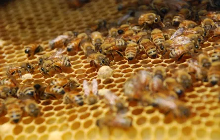 اتحاد النحالين الدولي (الإيبومنديا) يختار سعودياً ليرأس فرع الشرق الأوسط