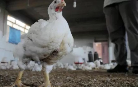 «البيئة»: لا إصابات جديدة بإنفلونزا الطيور H5N8 خلال الـ 24 ساعة الماضية