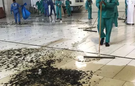 فيديو.. حشرات صراصير الليل تنتشر في ساحات الحرم
