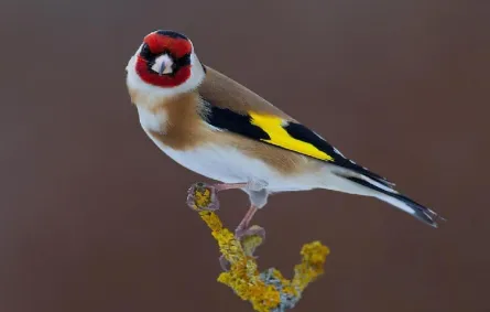 لأن الحياة أهم من المال.. طائر يُعطّل إنتاج أكثر من 20 مليار طنّ من الفحم