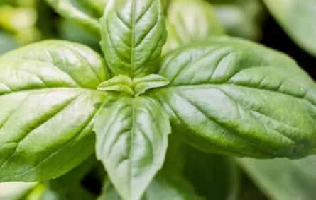 الريحان يحمي من الزهايمر