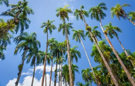 لقطة في عاصمة سورينام