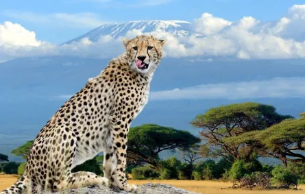 فهد في جبل كليمنجارو بتنزانيا