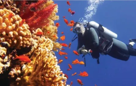 نيوم وجامعة كاوست تتشاركان لإنشاء أكبر حديقة مرجانية في العالم