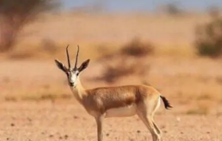  صورة تظهر حيوان المهاة- مصدر الصورة حساب مشاريع السعودية الرسمي على تويتر