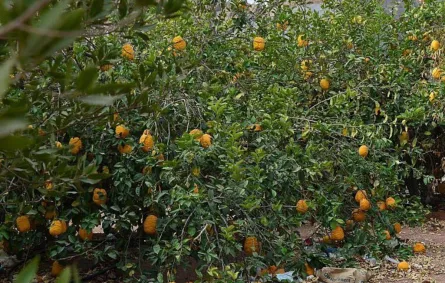 تظهر الصورة بعض الفاكهة الموجودة في قرية عقدة السياحية، مصدر الصورة وكالة الأنباء السعودية واس