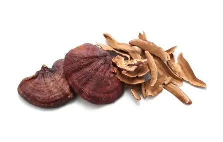 فوائد الفطر الريشي للنساء