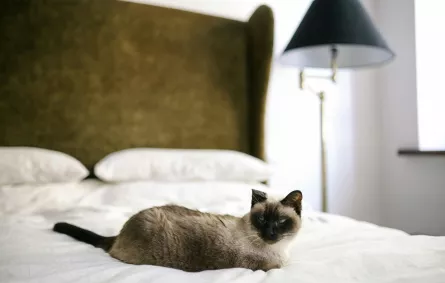 يجب عدم السماح للحيوانات الأليفة بدخول غرف النوم مطلقاً