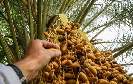 الرطب غني بالسكريات الطبيعية لتزويد الجسم بالطاقة