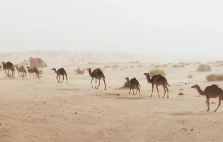  اعتماد دولي لقياس كفاءة تحاليل أمراض الإبل. الصورة من مكتب أبوظبي الإعلامي