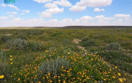 محمية الملك سلمان تُثمر عن غرس 4 ملايين شجرة - الصورة من وكالة الأنباء السعودية "واس"