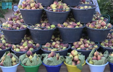 أسبوع التين السعودي - الصورة من وكالة الأنباء السعودية "واس"