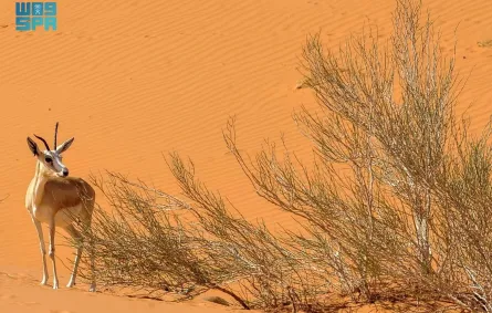 محمية عروق بني معارض - الصورة من وكالة الأنباء السعودية "واس"