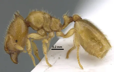 نملة الشارقة.. البيئة تعلن اكتشاف نوع نادر من النمل بالإمارات - الصورة من وكالة الأنباء الإماراتية "وام"