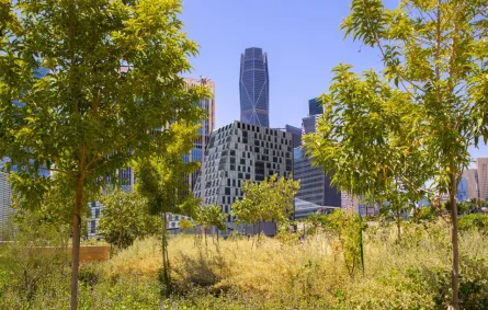 أشجار وأبراج في العاصمة الرياض