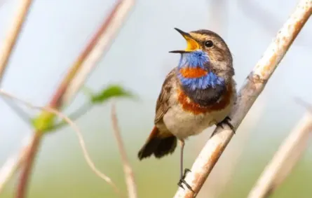 تغريد الطيور