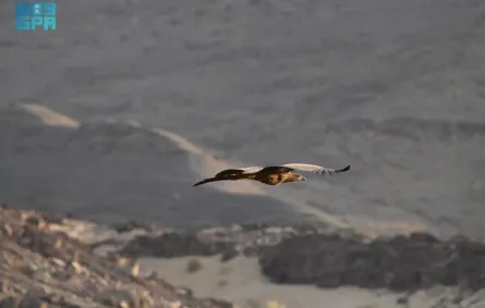 أول ظهور للنسر الأبيض الذيل في السعودية منذ 20 عامًا 