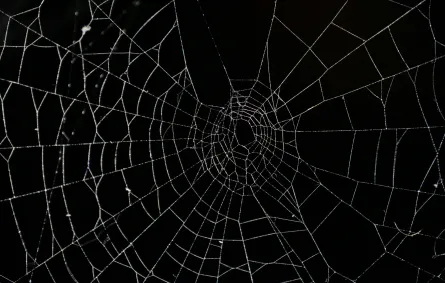 التخلص من العناكب