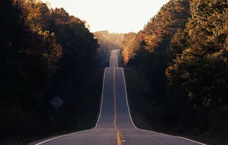 طريق يتخلل غابة أشجار