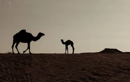 الإبل.. موروث ثقافي أصيل في السعودية - الصورة من منصة الصور السعودية