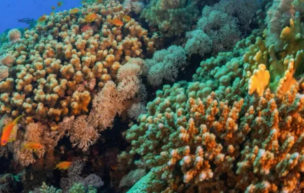 المملكة تستضيف القمة العالمية الأولى للشُّعب المرجانية نهاية العام الجاري ترسيخًا لريادتها الدولية في حماية النظم البيئية البحرية