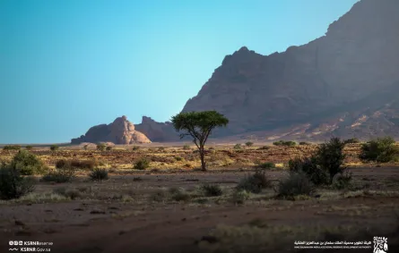 هيئة تطوير محمية الملك سلمان بن عبدالعزيز الملكية - الصورة من حساب هيئة تطوير محمية الملك سلمان بن عبدالعزيز الملكية على منصة إكس