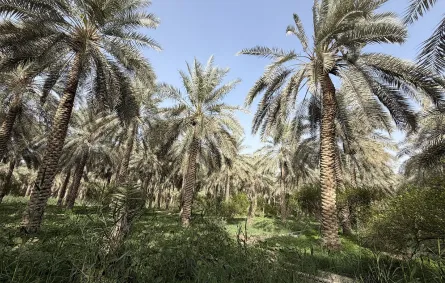 مهرجان تمور الأحساء المصنّعة 2026 ابتكارات وفرص استثمارية واعدة 