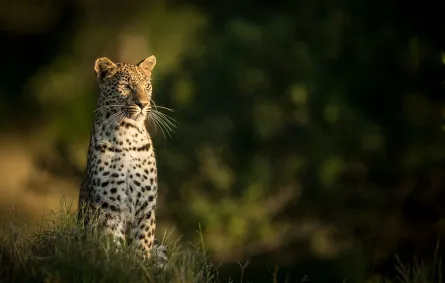 النمر العربي