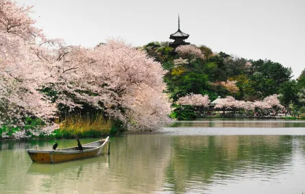 يوكوهاما وجهة جاذبة في الربيع