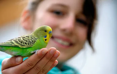 تفسير رؤيا إطعام العصافير في المنام 