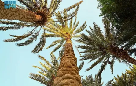 متنزه النخيل بمحافظة حقل