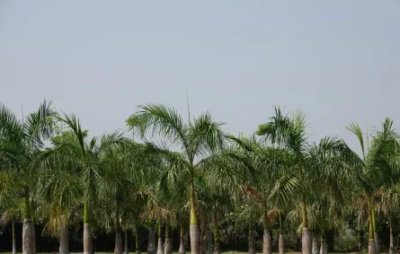 تفسير رؤيا النخل في المنام