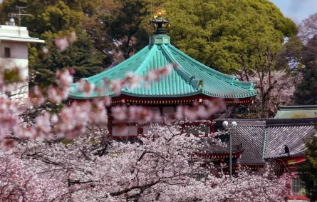 العاصمة اليابانية طوكيو في موسم تفتح الكرز