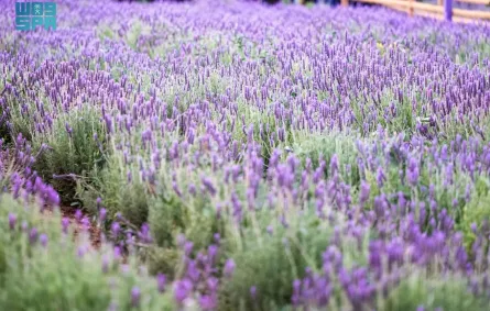 مزارع اللافندر