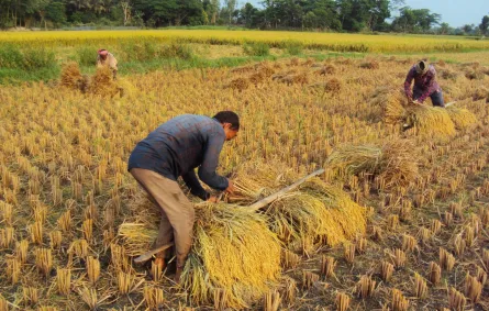 تفسير رؤيا الحصاد في المنام