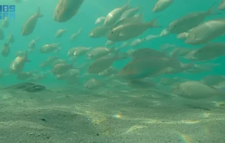 سمك الحريد (الصورة من واس)