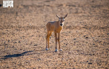 المها العربي- الصورة من واس 