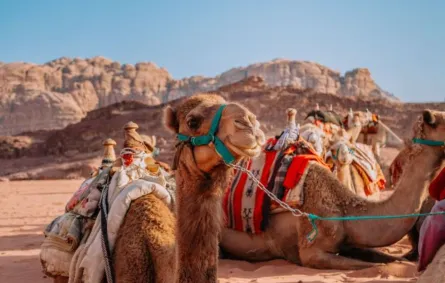 مجموعة من الإبل تجلس في ضوء الشمس 