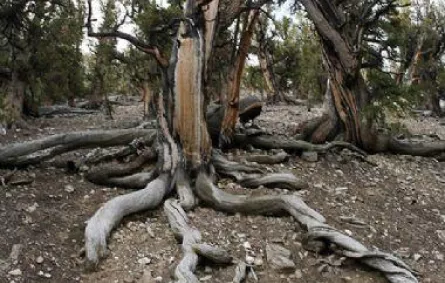 أشجار في كاليفورنيا أقدم من الأهرامات