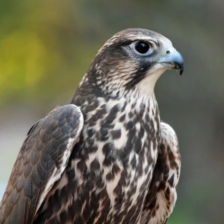 بالصور.. سعودي ينقل "صقوره" على متن طائرة