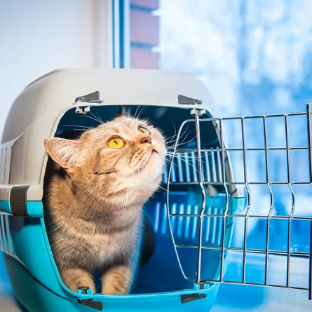 أغرب الحيوانات الأليفة التي يسمح بها على متن الطائرات