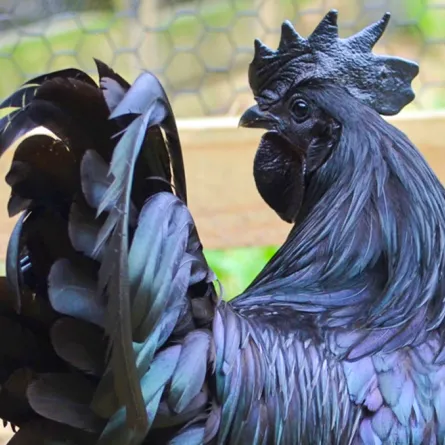 بالصّور والفيديو..دجاج نادر وغريب نافع جداً للحوامل.. فما هو؟