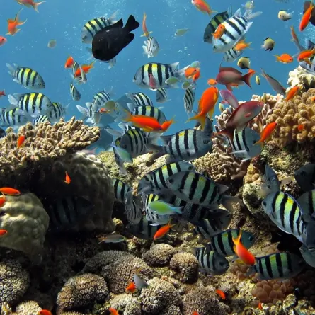 القبض على سائحة روسية لإطعامها الأسماك في تايلاند!