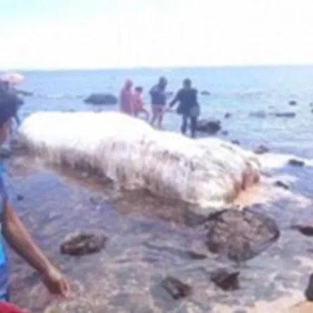 بالصور.. وحش عملاق يثير الذعر على شواطىء الفيليبين