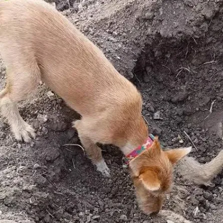 بالفيديو.. كلب يدفن شقيقه في مشهد مؤثر أبكى الملايين