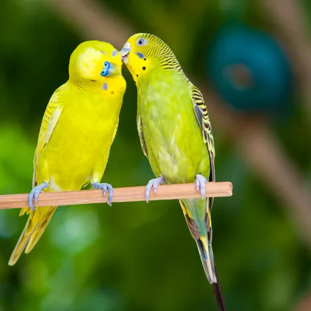 طيور تنتحر من أجل الحب والإخلاص