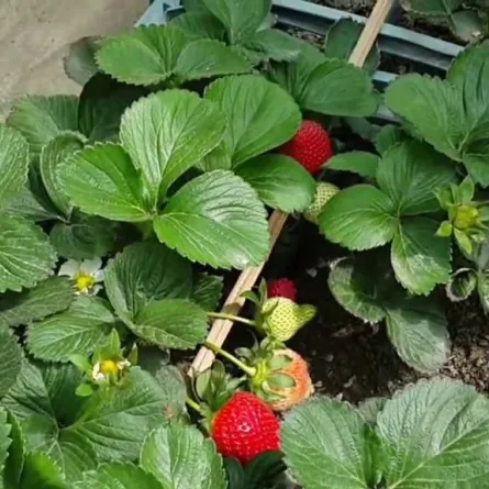 مواطن يشجِّع على زراعة الفراولة بـ "مهرجانٍ"