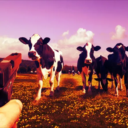 غرامة مالية لسويسري لإشهاره السلاح بوجه أبقار