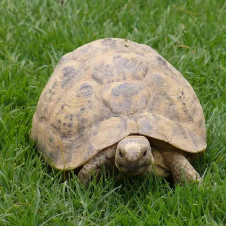 العثور على كنز داخل معدة سلحفاة في تايلاند!