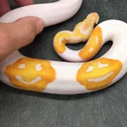 ثعبان الـ "Smiley face" يشعل مواقع التواصل الإجتماعي